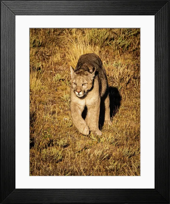 Framed Print : 6-month old kitten, Puma (Puma concolor), Torres del Paine National Park, Patagonia, Chile Framed Print : 6-month old kitten, Puma (Puma concolor), Torres del Paine National Park, Patagonia, Chile