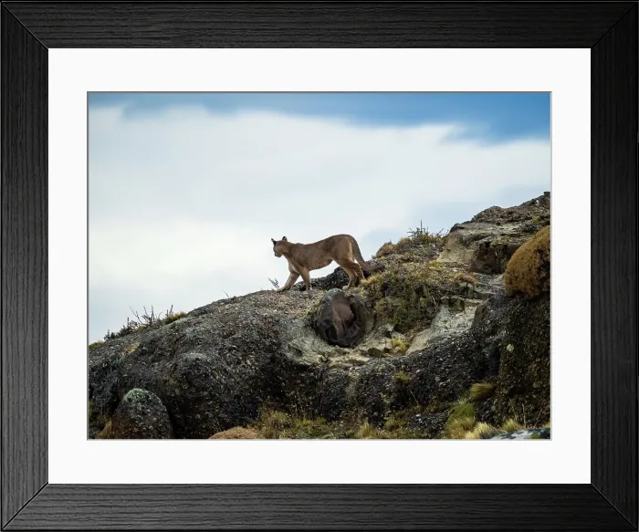 Framed Print : On the lookout, Puma (Puma concolor), Torres del Paine National Park, Patagonia, Chile