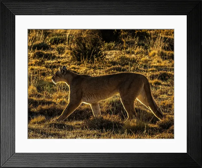 Framed Print : On the prowl, Hunting, Puma (Puma concolor), Torres del Paine National Park, Patagonia, Chile Framed Print : On the prowl, Hunting, Puma (Puma concolor), Torres del Paine National Park, Patagonia, Chile