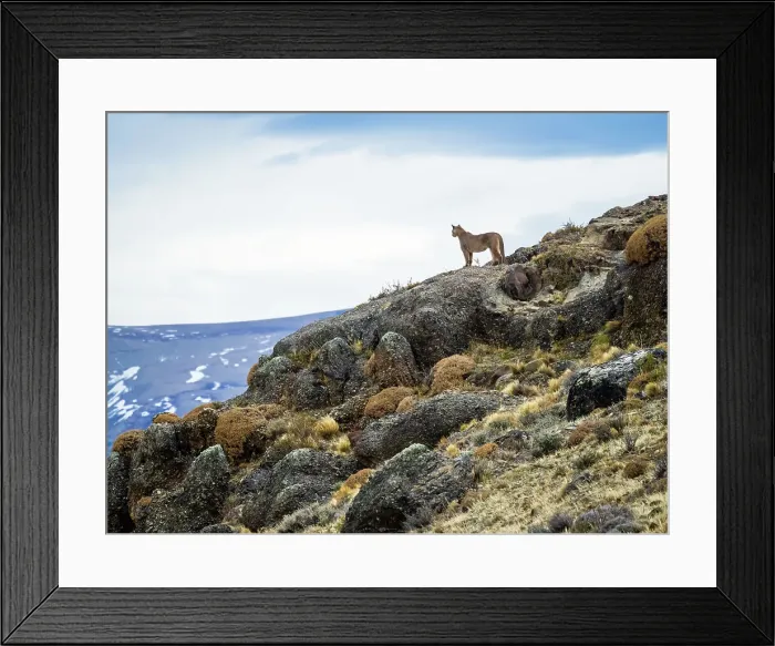 Framed Print : On the lookout, Puma (Puma concolor), Torres del Paine National Park, Patagonia, Chile Framed Print : On the lookout, Puma (Puma concolor), Torres del Paine National Park, Patagonia, Chile