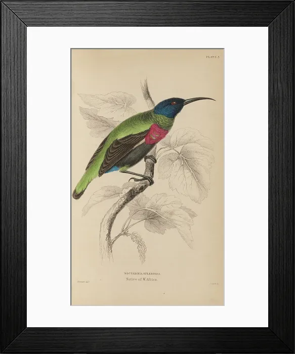 Framed Print : 1835 Antique Art Biology Bird Birds Classification Framed Print : 1835 Antique Art Biology Bird Birds Classification