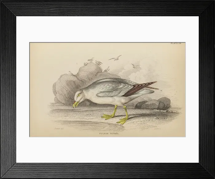 Framed Print : 1835 Antique Art Biology Bird Birds Classification
