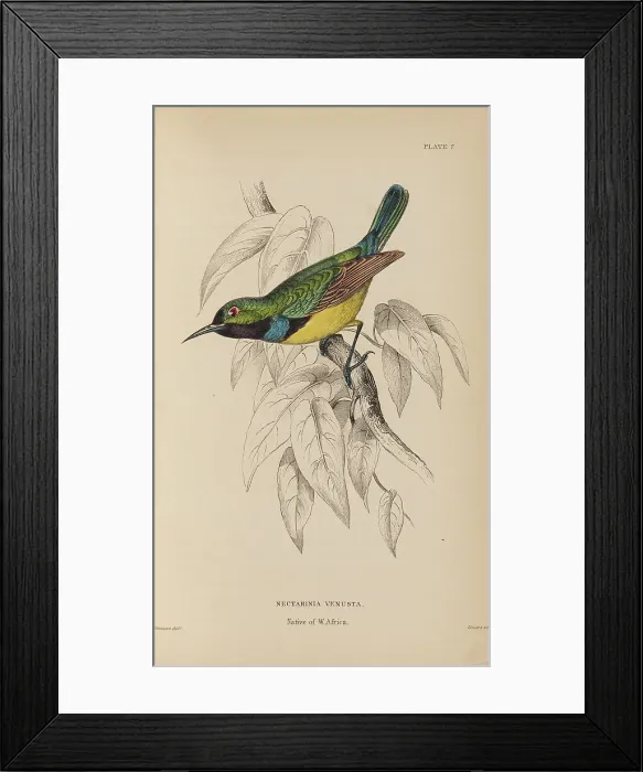 Framed Print : 1835 Antique Art Biology Bird Birds Classification Framed Print : 1835 Antique Art Biology Bird Birds Classification
