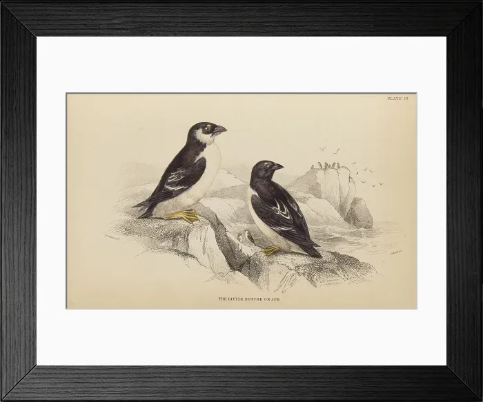 Framed Print : 1835 Antique Art Biology Bird Birds Classification