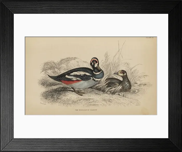 Framed Print : 1835 Antique Art Biology Bird Birds Classification Framed Print : 1835 Antique Art Biology Bird Birds Classification