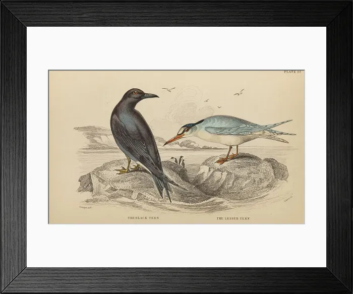 Framed Print : 1835 Antique Art Biology Bird Birds Classification