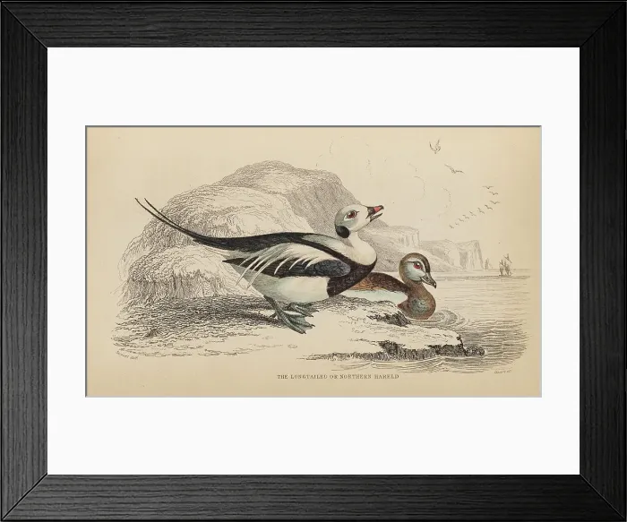 Framed Print : 1835 Antique Art Biology Bird Birds Classification