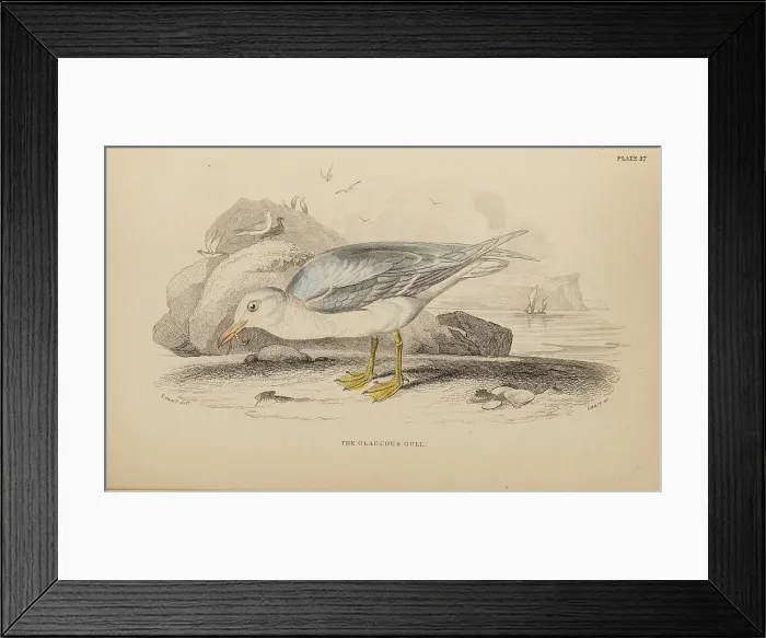 Framed Print : 1835 Antique Art Biology Bird Birds Classification Framed Print : 1835 Antique Art Biology Bird Birds Classification