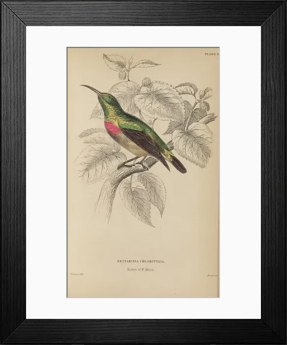 Framed Print : 1835 Antique Art Biology Bird Birds Classification