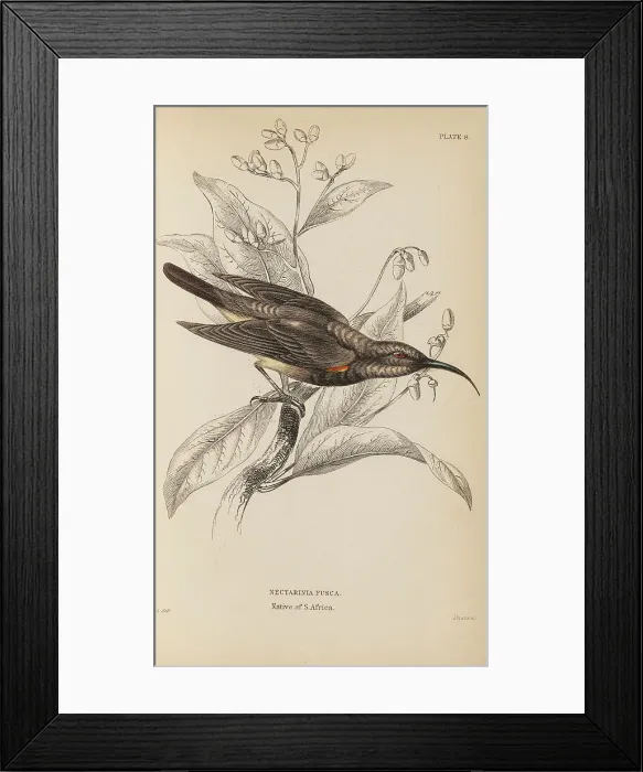Framed Print : 1835 Antique Art Biology Bird Birds Classification
