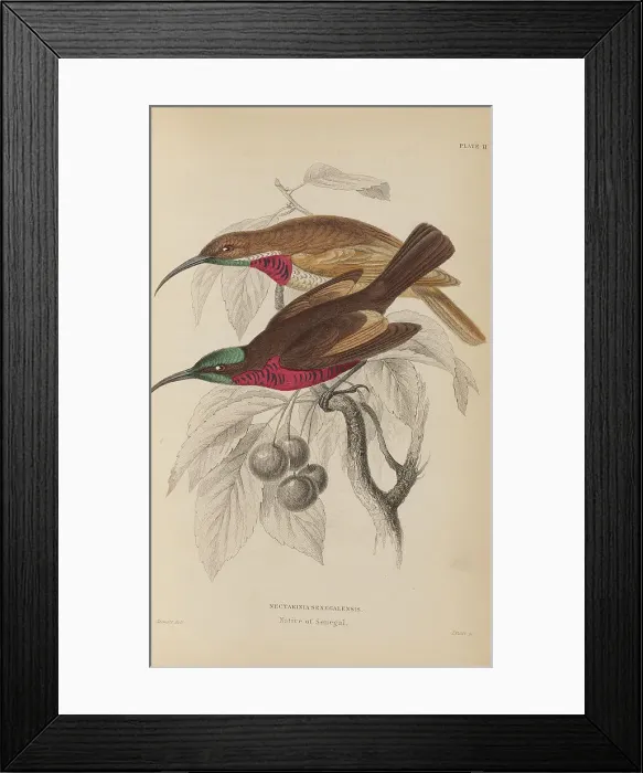 Framed Print : 1835 Antique Art Biology Bird Birds Classification Framed Print : 1835 Antique Art Biology Bird Birds Classification