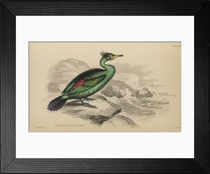 Framed Print : 1835 Antique Art Biology Bird Birds Classification Framed Print : 1835 Antique Art Biology Bird Birds Classification