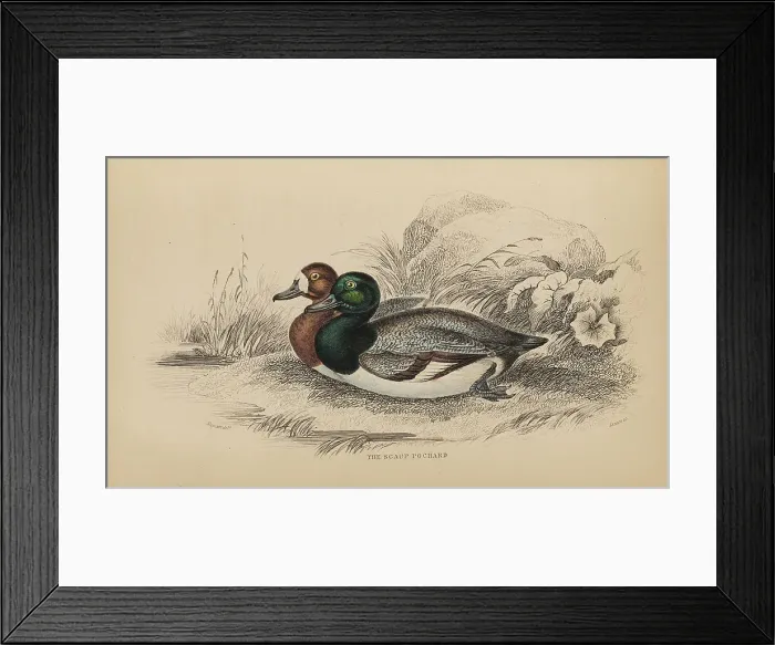 Framed Print : 1835 Antique Art Biology Bird Birds Classification Framed Print : 1835 Antique Art Biology Bird Birds Classification