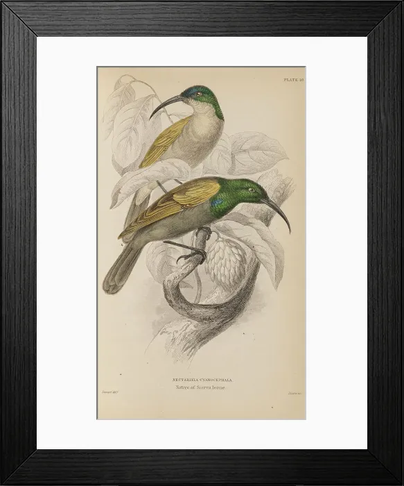 Framed Print : 1835 Antique Art Biology Bird Birds Classification Framed Print : 1835 Antique Art Biology Bird Birds Classification