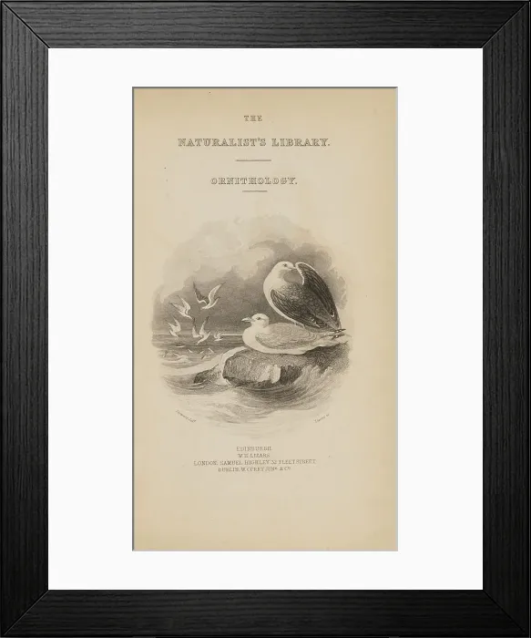 Framed Print : 1835 Antique Art Biology Bird Birds Classification Framed Print : 1835 Antique Art Biology Bird Birds Classification