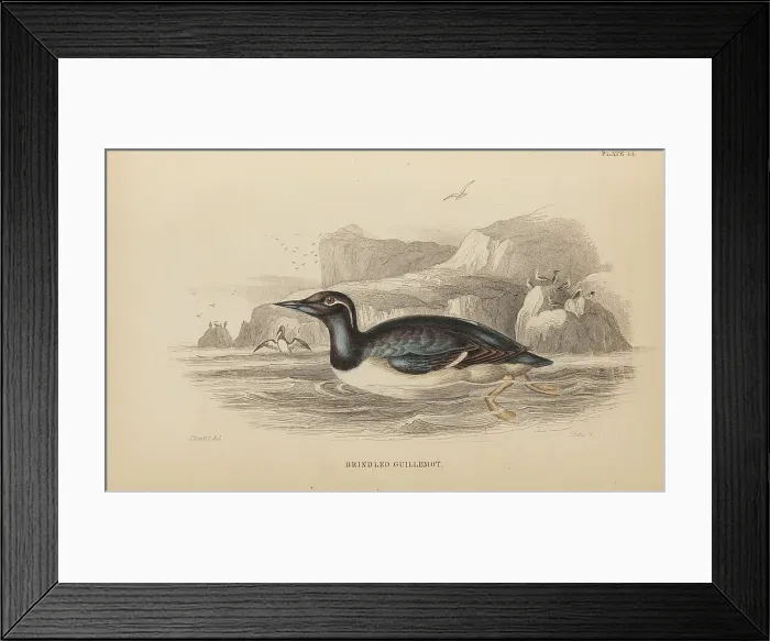 Framed Print : 1835 Antique Art Biology Bird Birds Classification