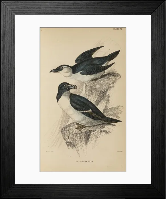 Framed Print : 1835 Antique Art Biology Bird Birds Classification Framed Print : 1835 Antique Art Biology Bird Birds Classification