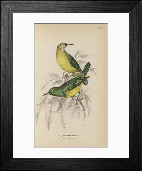 Framed Print : 1835 Antique Art Biology Bird Birds Classification Framed Print : 1835 Antique Art Biology Bird Birds Classification
