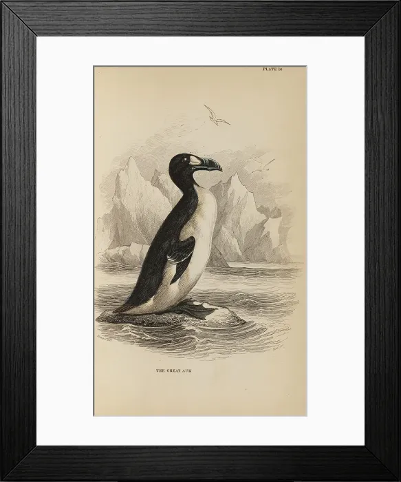 Framed Print : 1835 Antique Art Biology Bird Birds Classification Framed Print : 1835 Antique Art Biology Bird Birds Classification