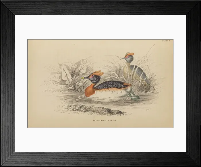Framed Print : 1835 Antique Art Biology Bird Birds Classification