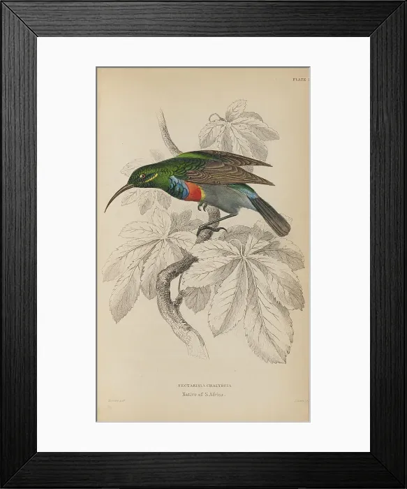 Framed Print : 1835 Antique Art Biology Bird Birds Classification Framed Print : 1835 Antique Art Biology Bird Birds Classification