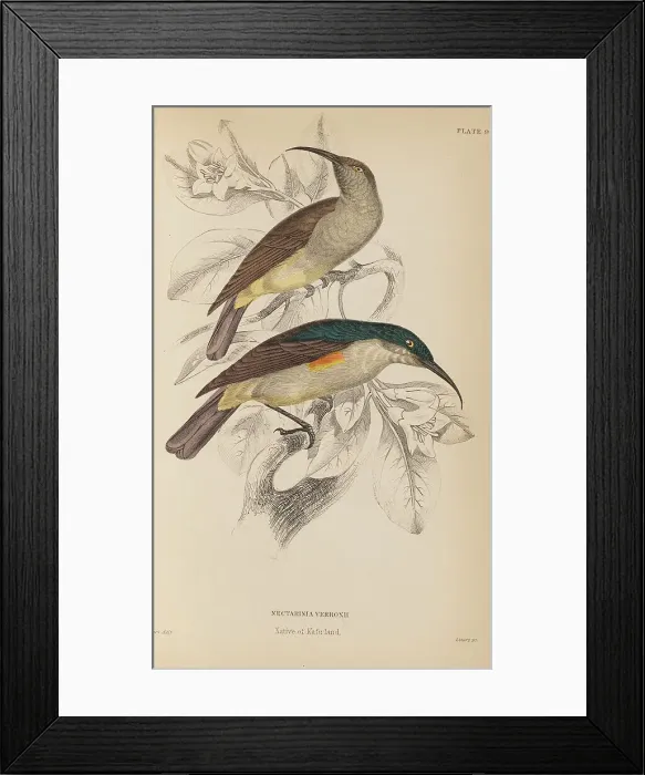 Framed Print : 1835 Antique Art Biology Bird Birds Classification Framed Print : 1835 Antique Art Biology Bird Birds Classification
