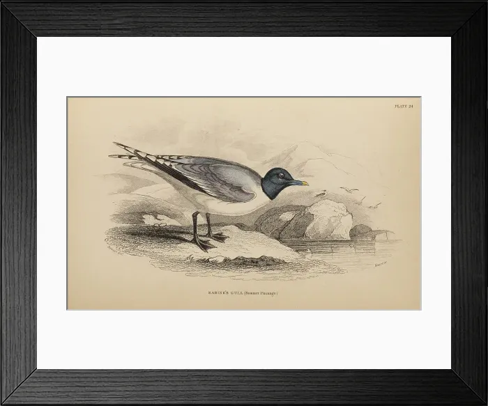 Framed Print : 1835 Antique Art Biology Bird Birds Classification