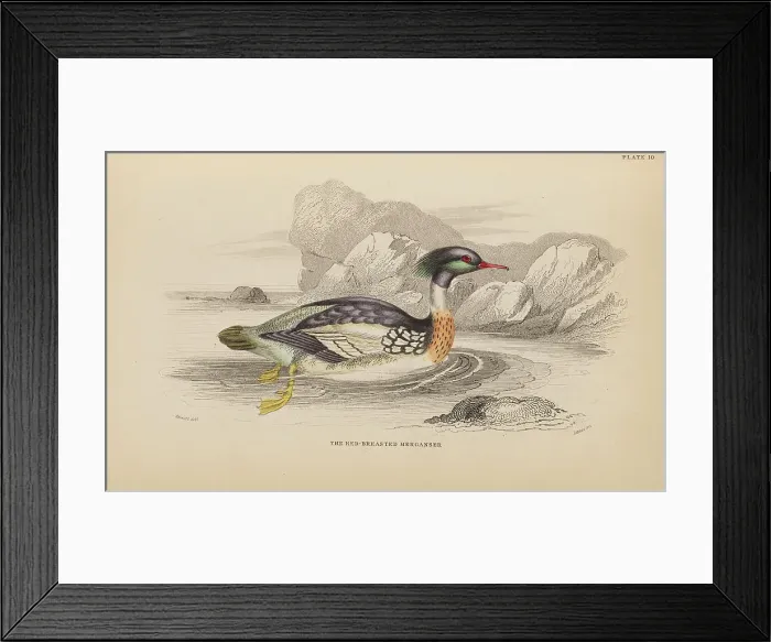 Framed Print : 1835 Antique Art Biology Bird Birds Classification Framed Print : 1835 Antique Art Biology Bird Birds Classification