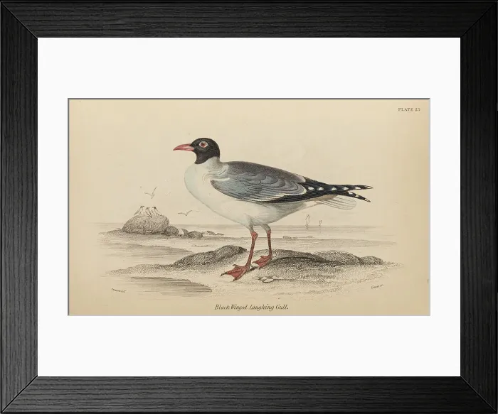 Framed Print : 1835 Antique Art Biology Bird Birds Classification Framed Print : 1835 Antique Art Biology Bird Birds Classification