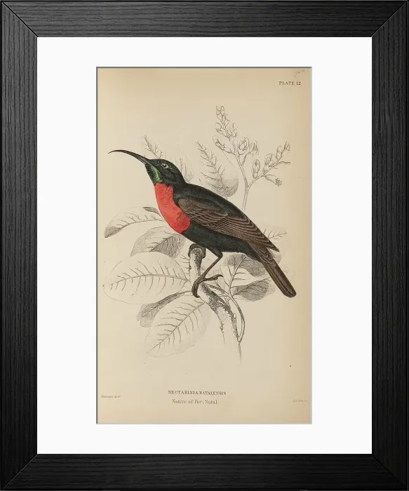 Framed Print : 1835 Antique Art Biology Bird Birds Classification Framed Print : 1835 Antique Art Biology Bird Birds Classification