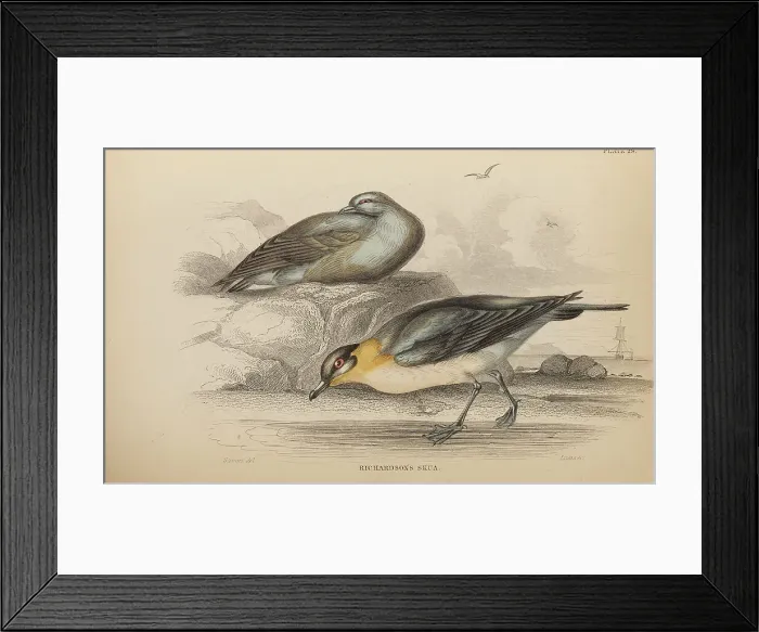 Framed Print : 1835 Antique Art Biology Bird Birds Classification