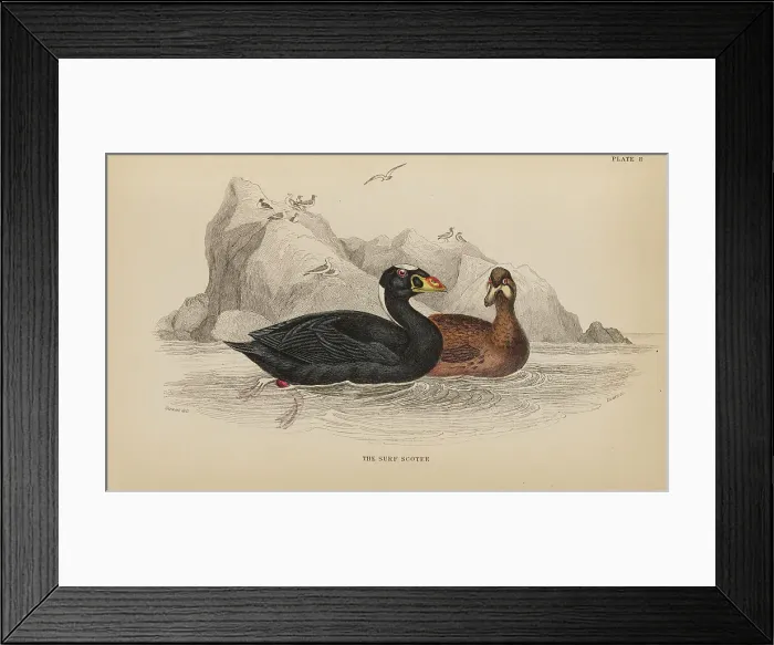 Framed Print : 1835 Antique Art Biology Bird Birds Classification