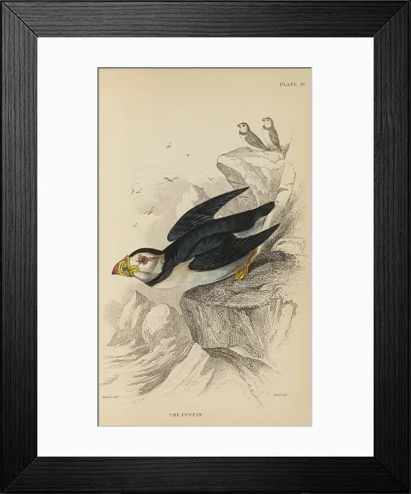 Framed Print : 1835 Antique Art Biology Bird Birds Classification Framed Print : 1835 Antique Art Biology Bird Birds Classification