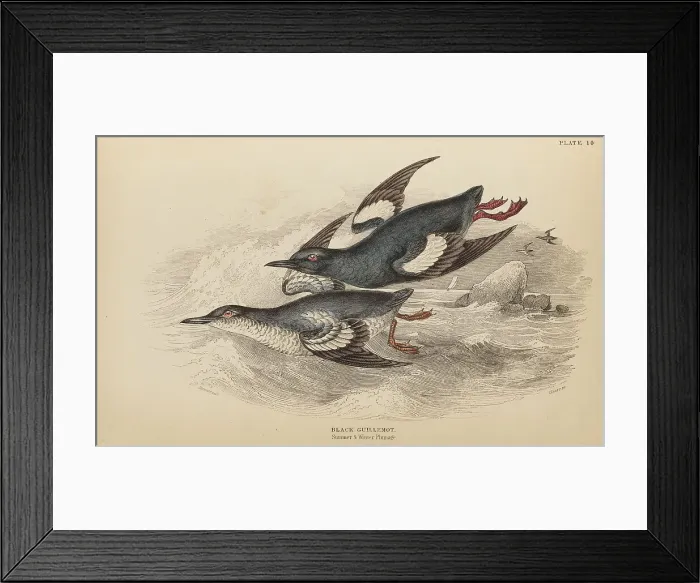 Framed Print : 1835 Antique Art Biology Bird Birds Classification