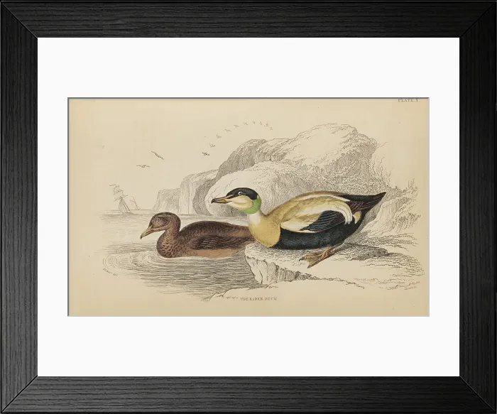 Framed Print : 1835 Antique Art Biology Bird Birds Classification Framed Print : 1835 Antique Art Biology Bird Birds Classification