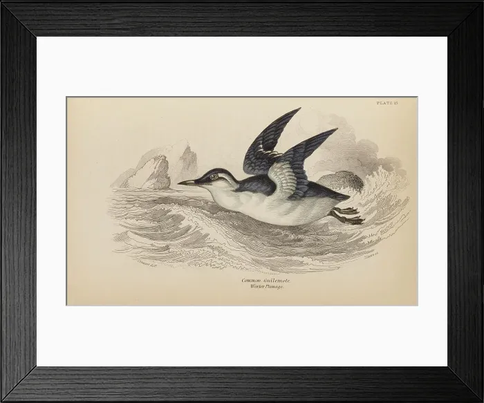 Framed Print : 1835 Antique Art Biology Bird Birds Classification Framed Print : 1835 Antique Art Biology Bird Birds Classification