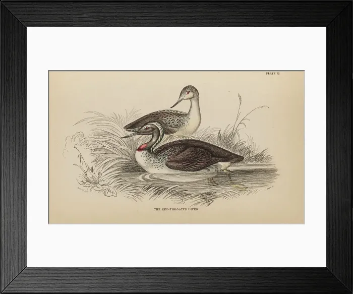 Framed Print : 1835 Antique Art Biology Bird Birds Classification Framed Print : 1835 Antique Art Biology Bird Birds Classification