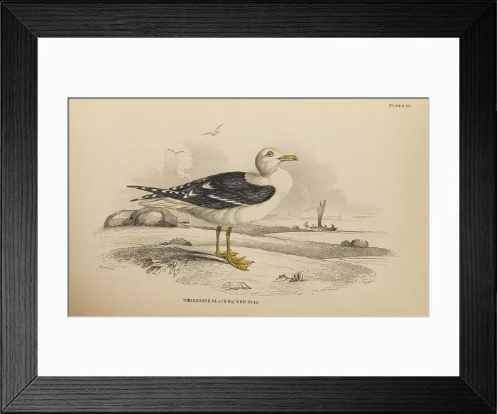 Framed Print : 1835 Antique Art Biology Bird Birds Classification