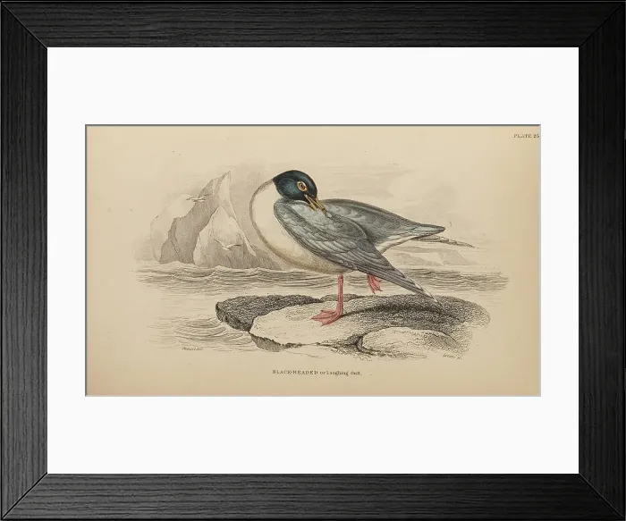 Framed Print : 1835 Antique Art Biology Bird Birds Classification Framed Print : 1835 Antique Art Biology Bird Birds Classification