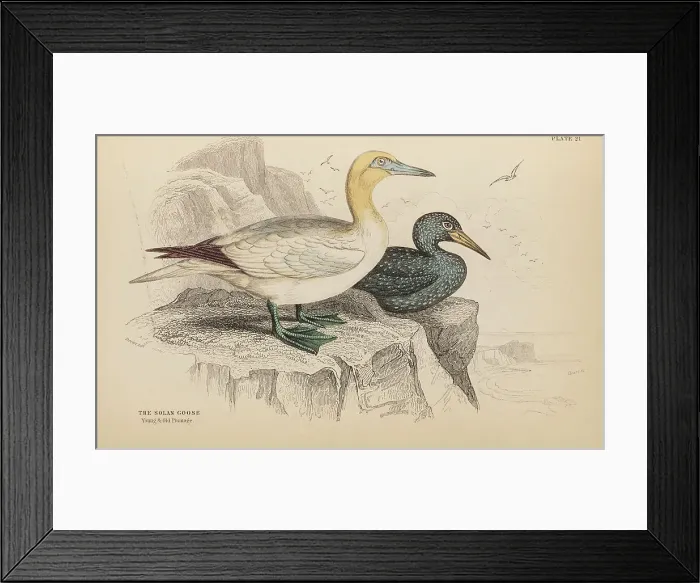 Framed Print : 1835 Antique Art Biology Bird Birds Classification Framed Print : 1835 Antique Art Biology Bird Birds Classification
