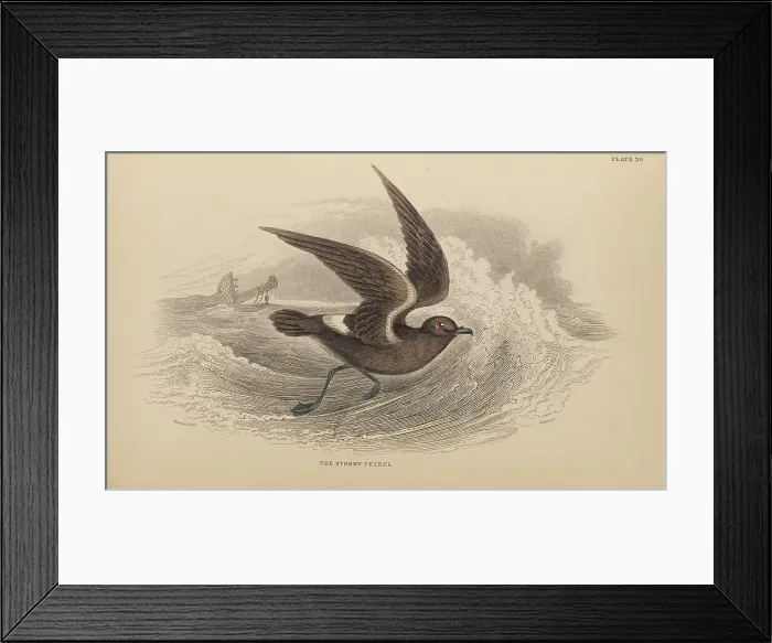 Framed Print : 1835 Antique Art Biology Bird Birds Classification