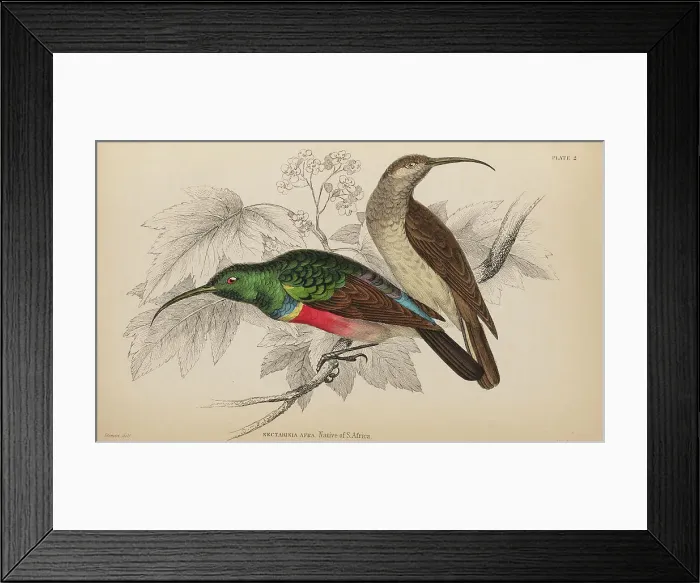 Framed Print : 1835 Antique Art Biology Bird Birds Classification Framed Print : 1835 Antique Art Biology Bird Birds Classification