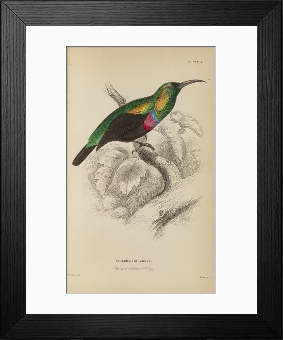 Framed Print : 1835 Antique Art Biology Bird Birds Classification Framed Print : 1835 Antique Art Biology Bird Birds Classification