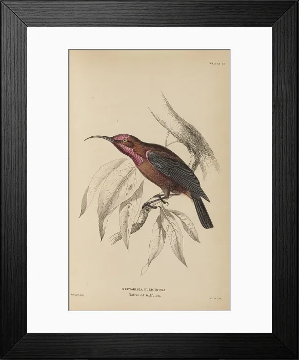 Framed Print : 1835 Antique Art Biology Bird Birds Classification Framed Print : 1835 Antique Art Biology Bird Birds Classification