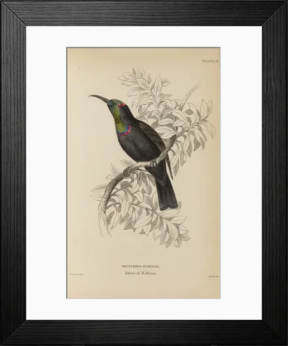 Framed Print : 1835 Antique Art Biology Bird Birds Classification Framed Print : 1835 Antique Art Biology Bird Birds Classification