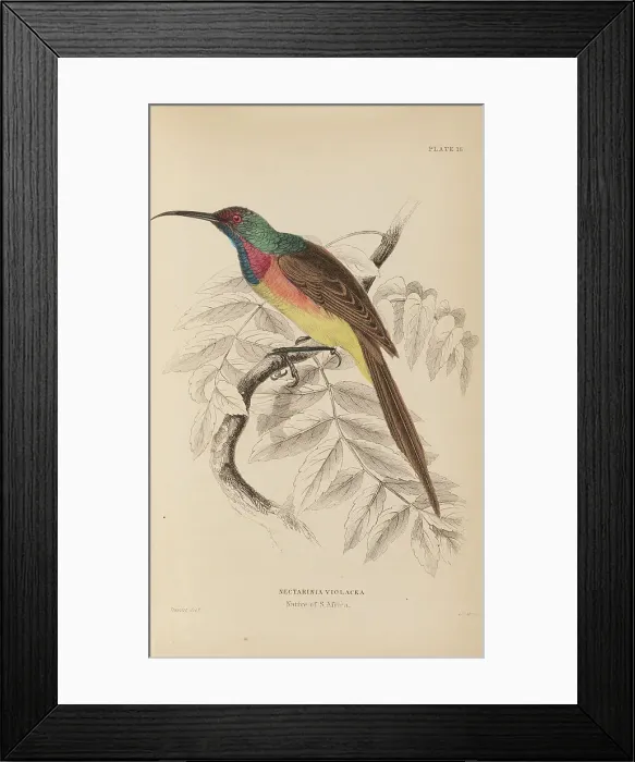 Framed Print : 1835 Antique Art Biology Bird Birds Classification