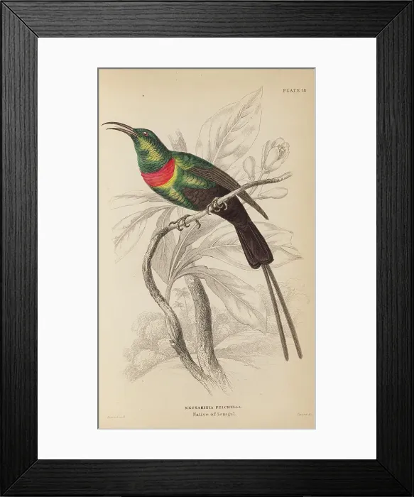 Framed Print : 1835 Antique Art Biology Bird Birds Classification Framed Print : 1835 Antique Art Biology Bird Birds Classification