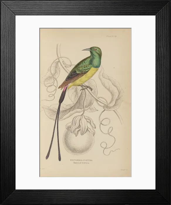 Framed Print : 1835 Antique Art Biology Bird Birds Classification Framed Print : 1835 Antique Art Biology Bird Birds Classification