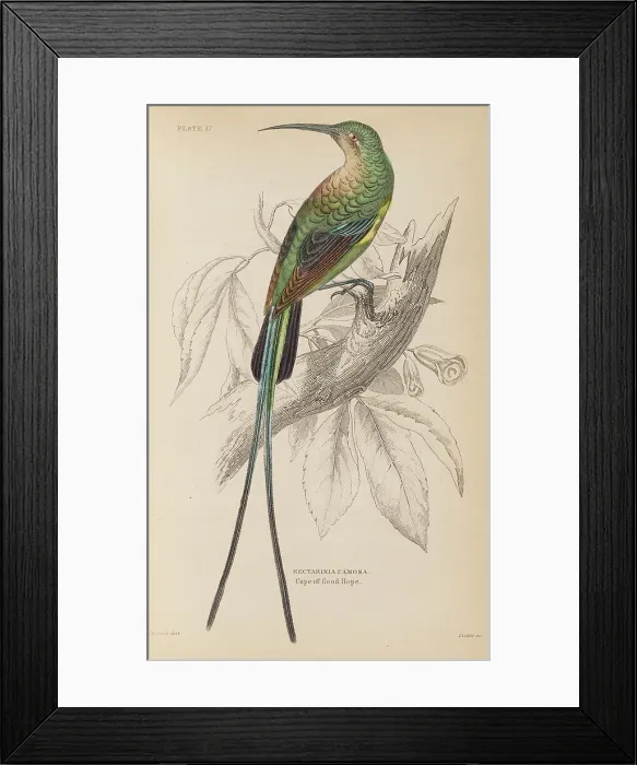 Framed Print : 1835 Antique Art Biology Bird Birds Classification Framed Print : 1835 Antique Art Biology Bird Birds Classification