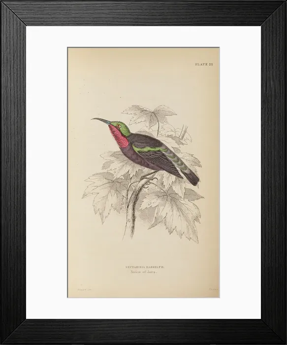 Framed Print : 1835 Antique Art Biology Bird Birds Classification Framed Print : 1835 Antique Art Biology Bird Birds Classification